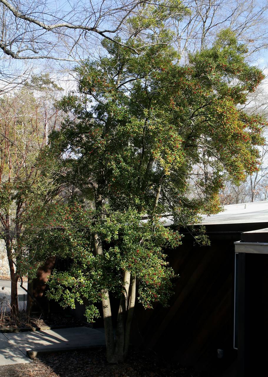 Photo of Foster Holly